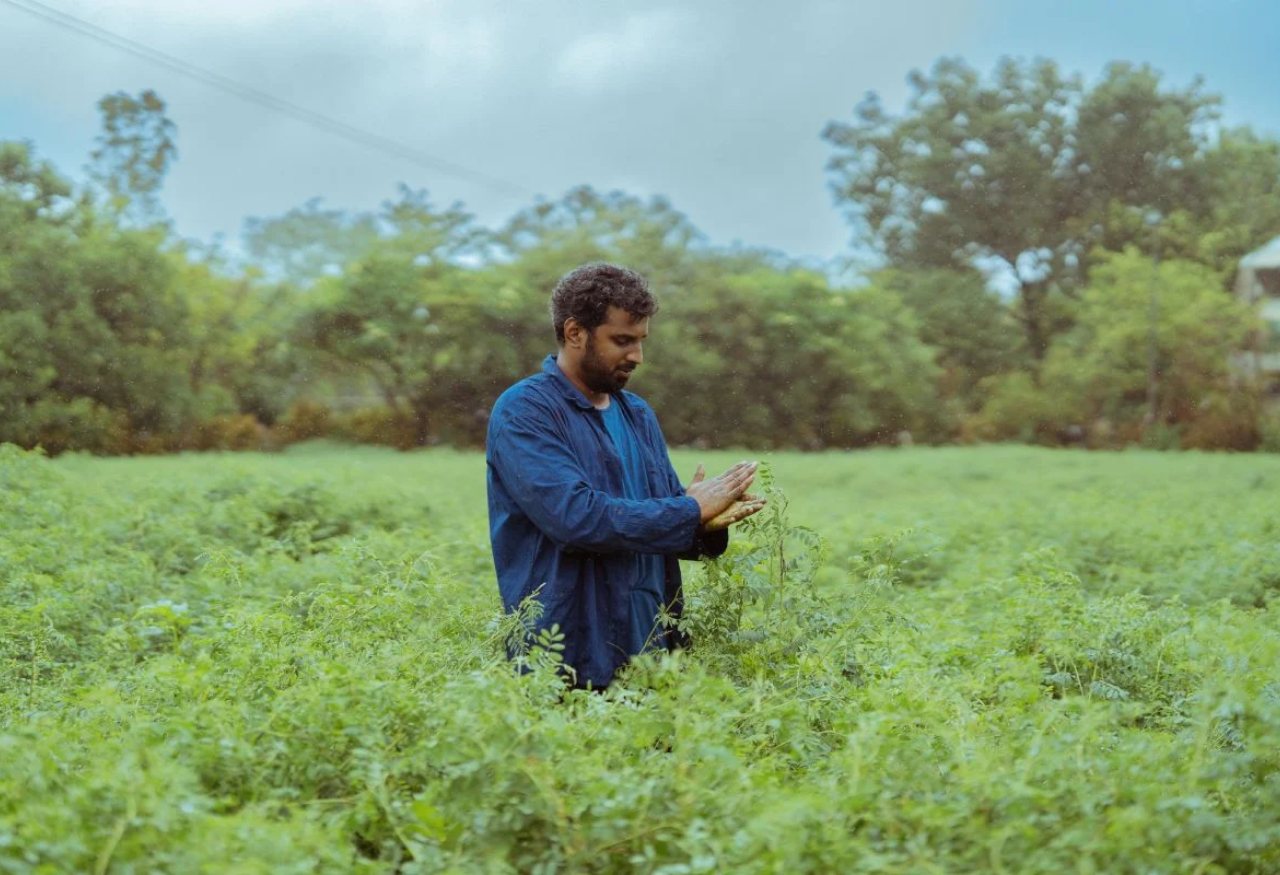 A man in a blue shirt stands in a green field, holding and examining small green plant pieces. Trees and an overcast sky are visible in the background.